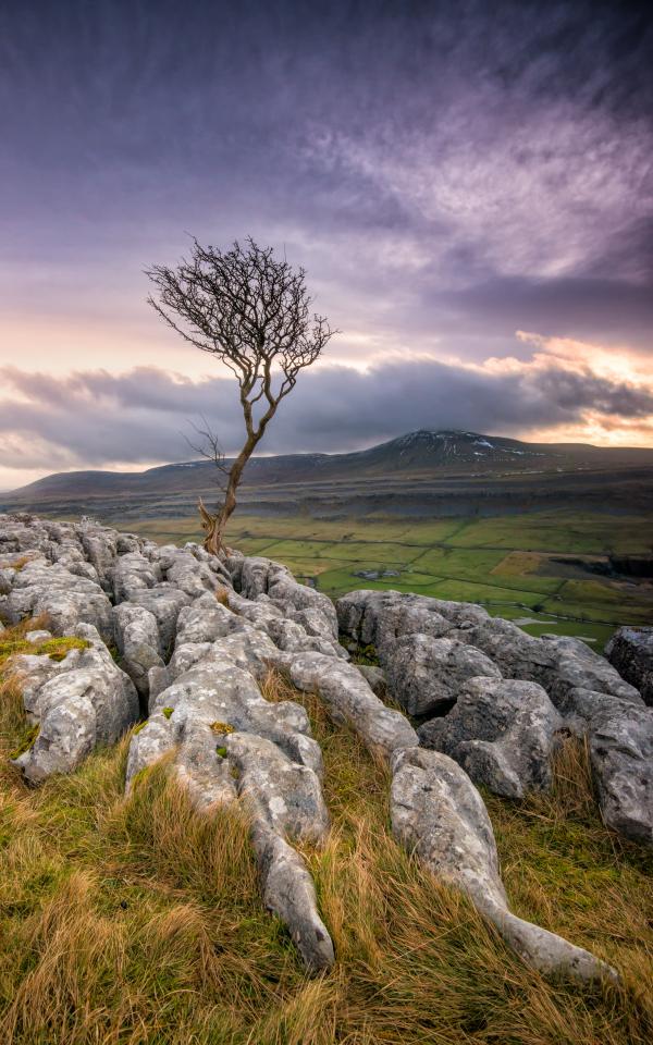 Twistleton Tree