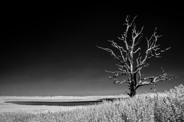 Dead Tree at Alverton