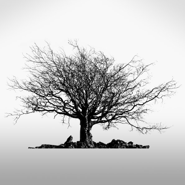 Lone Tree Silhouette